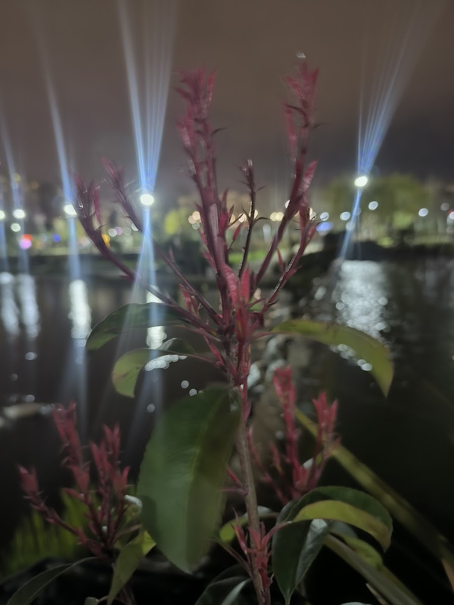 15 Temmuz Millet Bahçesi — fotoğraf 2