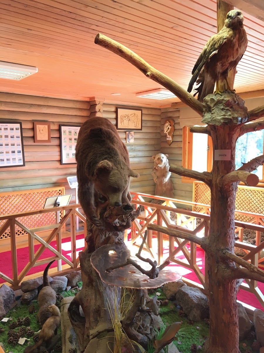 Abant Tabiat Müzesi