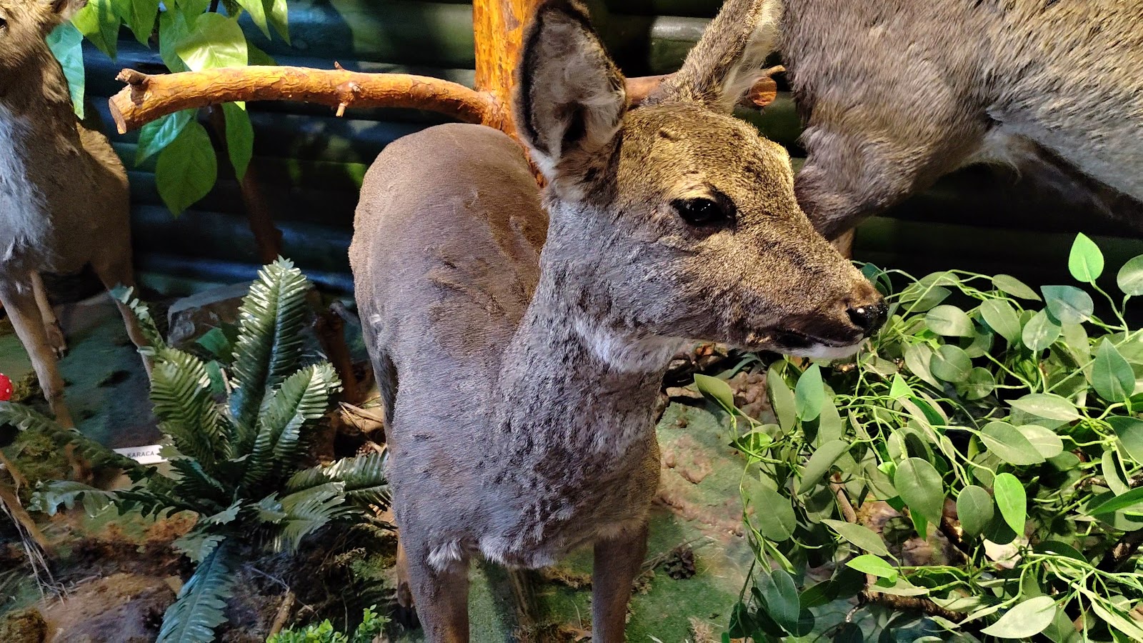 Abant Tabiat Müzesi — fotoğraf 3