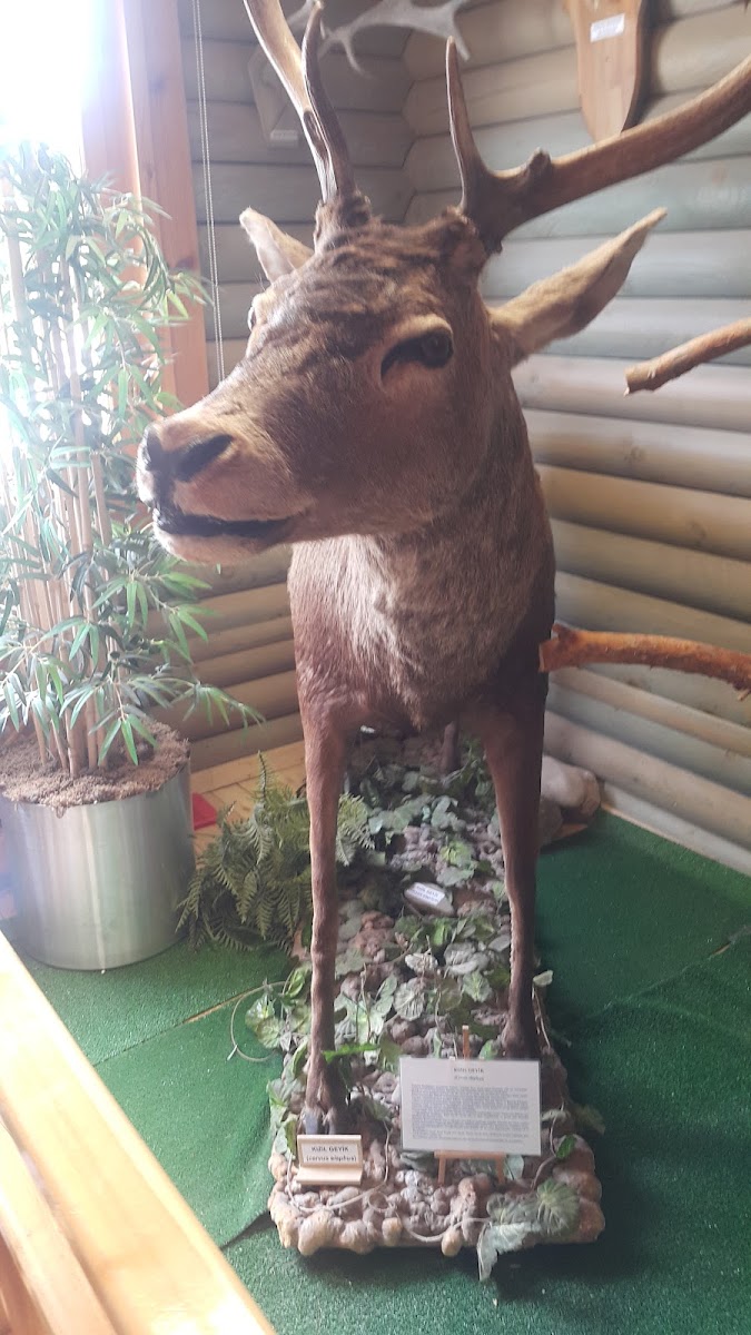 Abant Tabiat Müzesi — fotoğraf 4