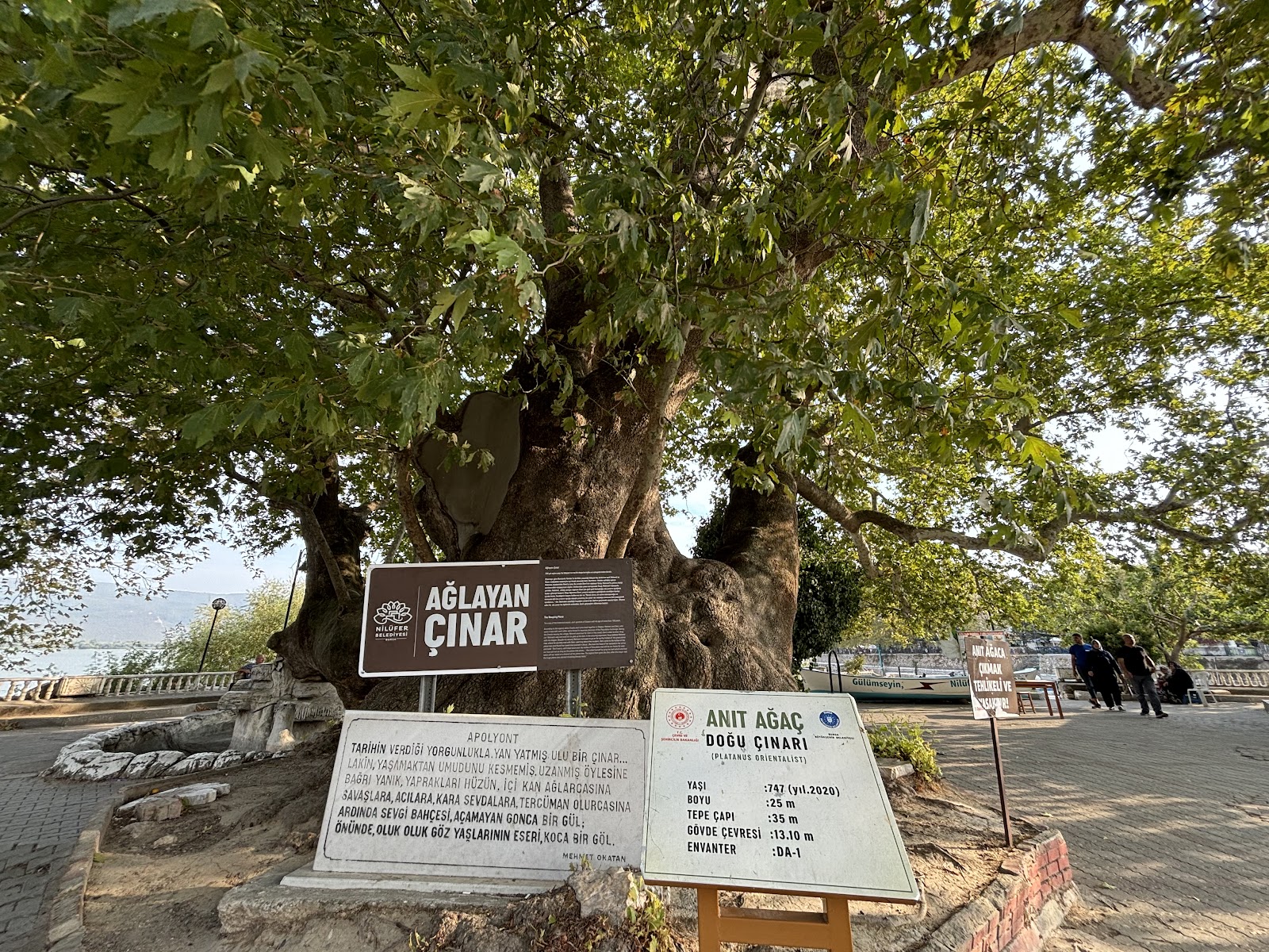 Ağlayan Çınar — fotoğraf 1