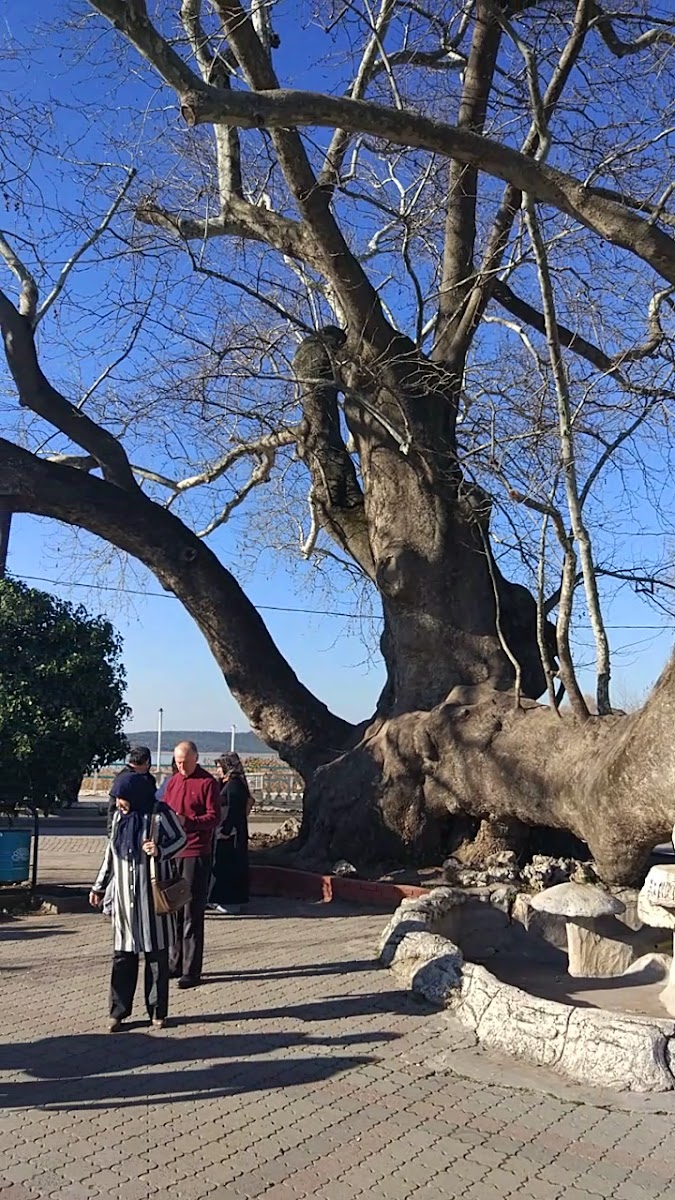 Ağlayan Çınar — fotoğraf 3