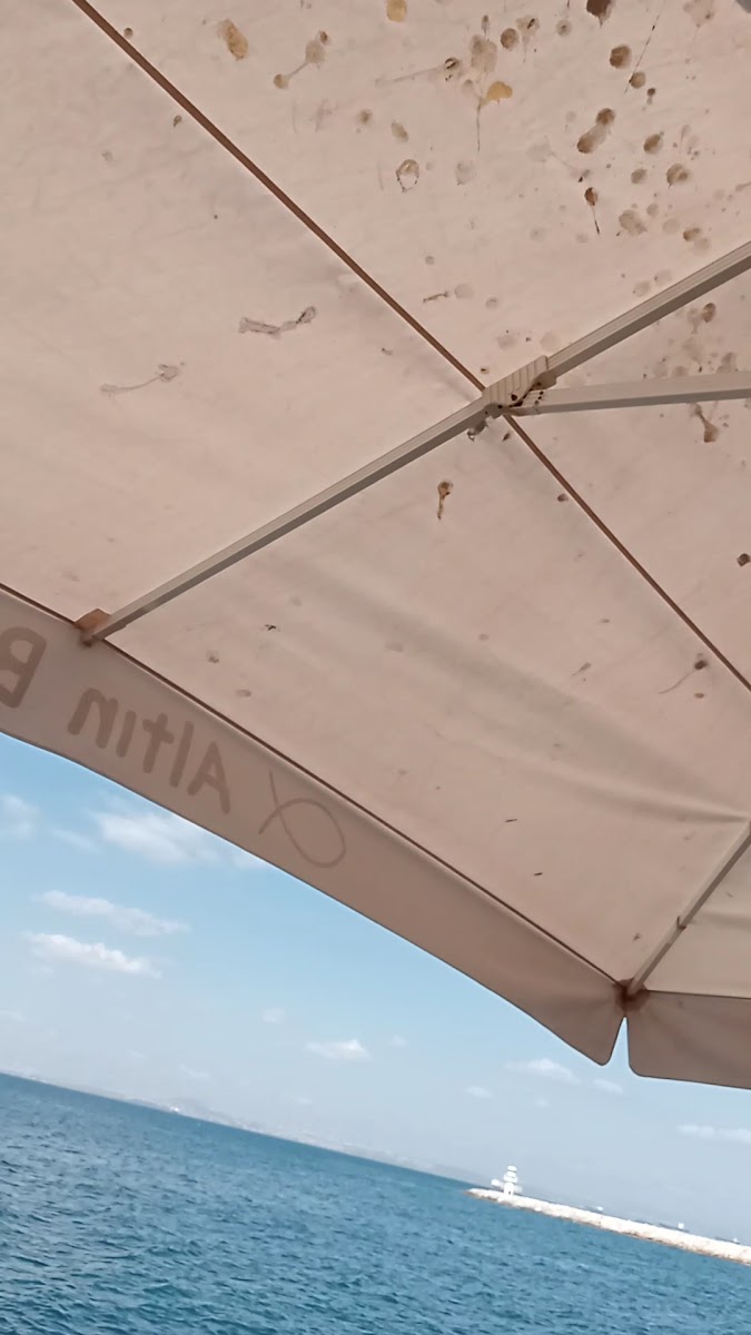 Altın Balık Sahil — fotoğraf 3