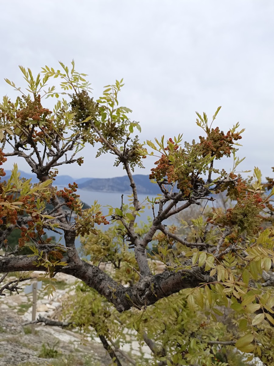 Amos Antik Kenti — fotoğraf 2