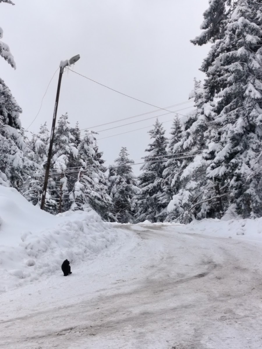 Artvin Kent Ormanı — fotoğraf 2