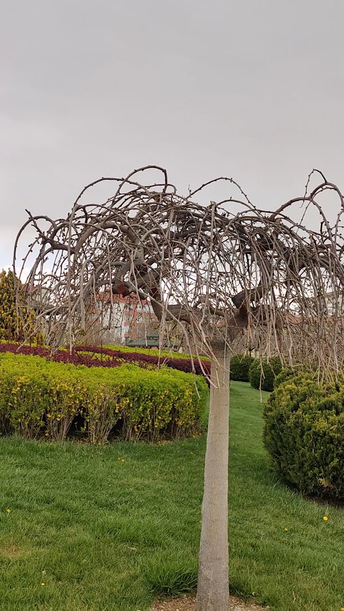 Aşkar Höyügü Parkı — fotoğraf 3