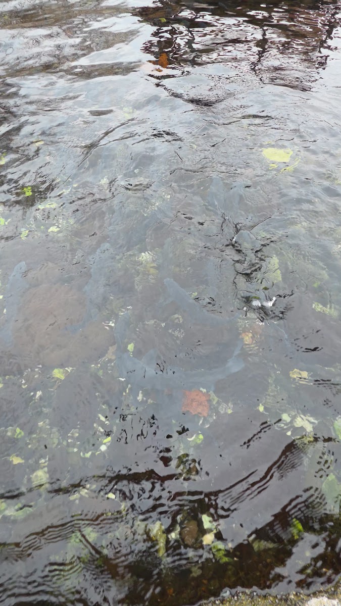 Asker Balıkları — fotoğraf 2