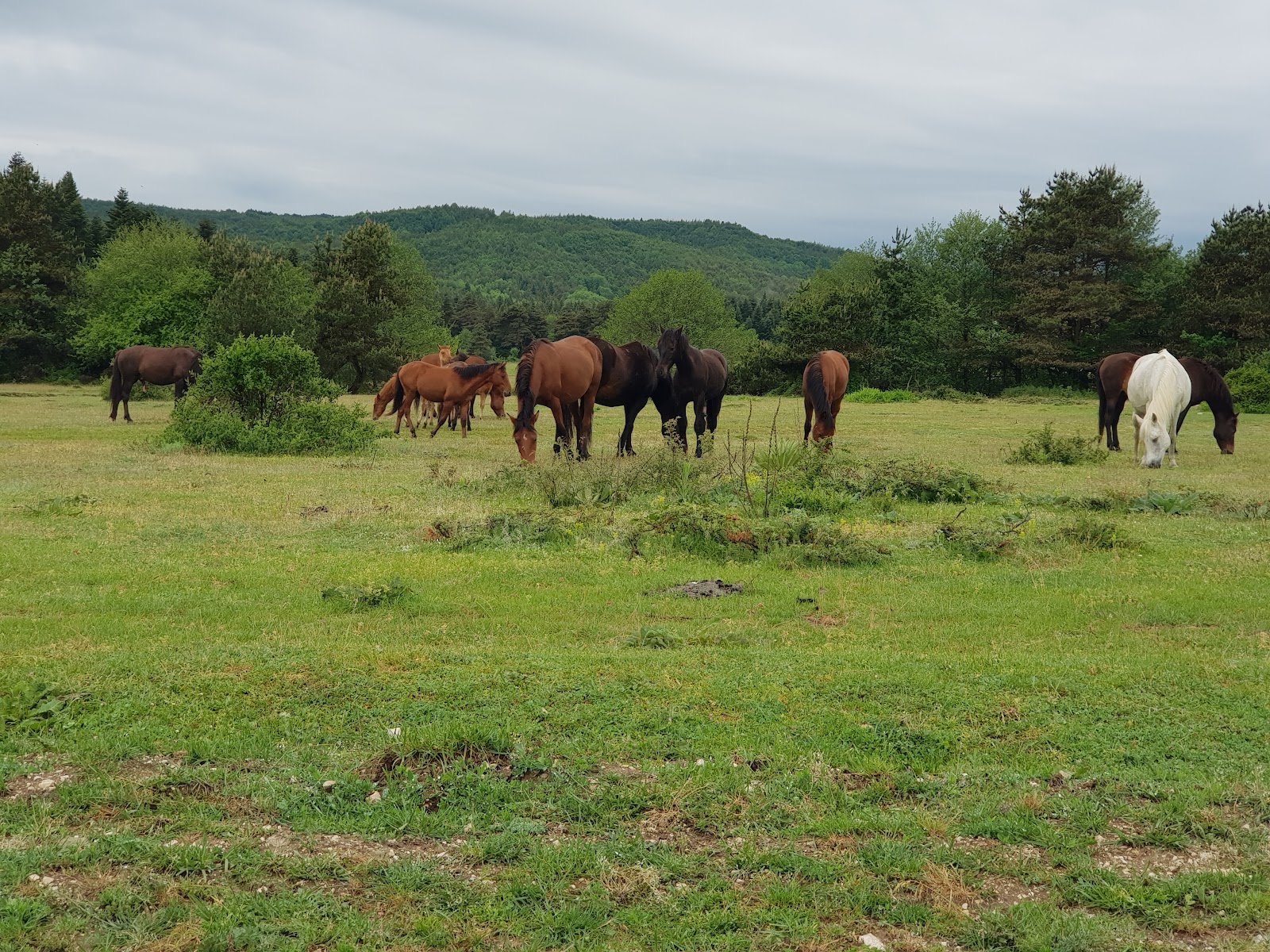 At Yaylası — fotoğraf 4