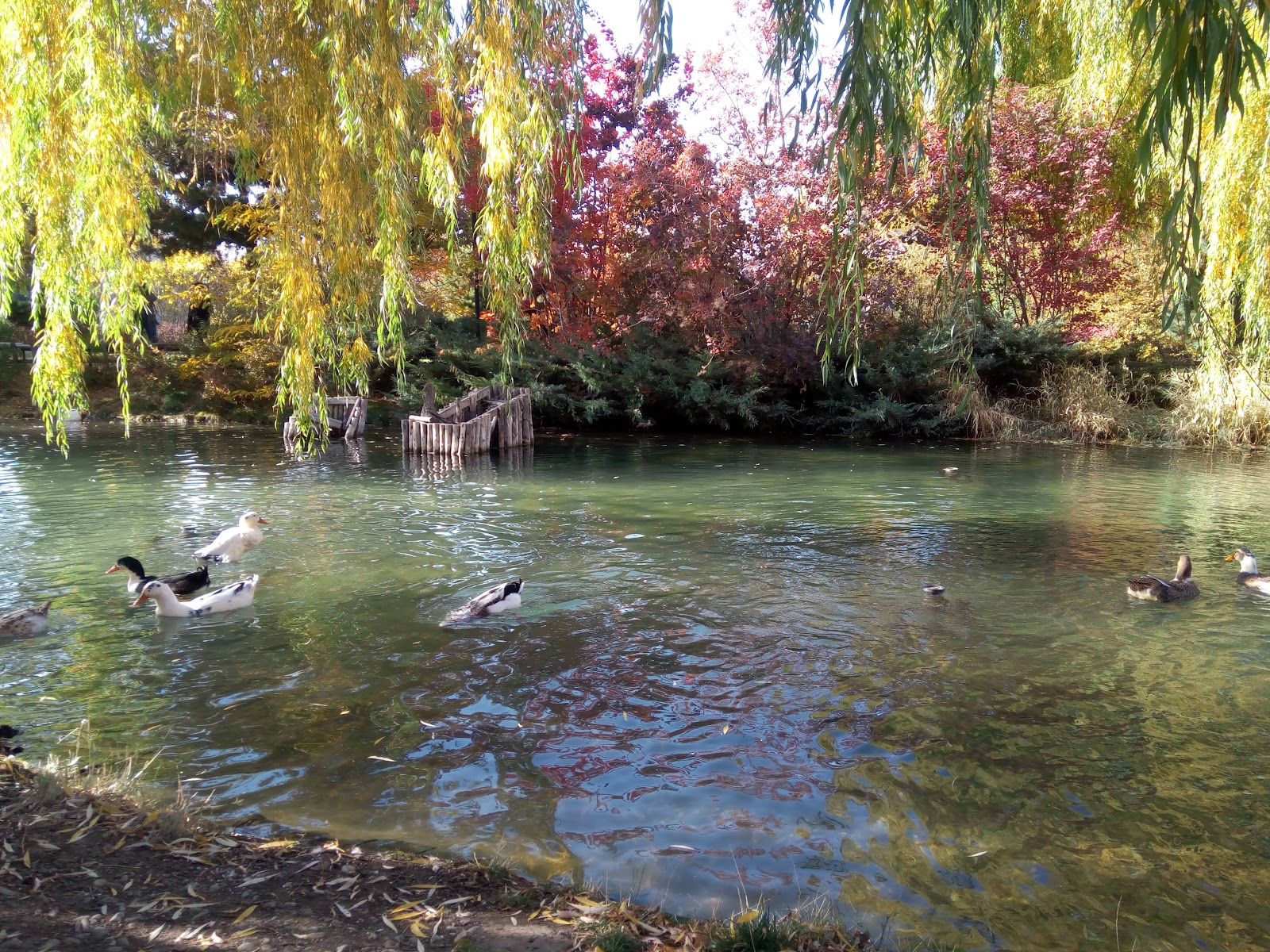 Ata Park Botanik Bahçesi — fotoğraf 1