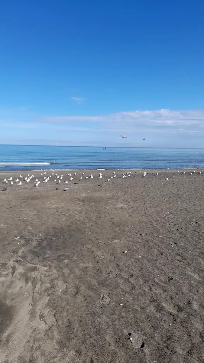 Atakum Sahili — fotoğraf 3