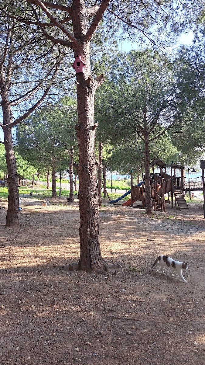 Atatürk Koruluğu — fotoğraf 2