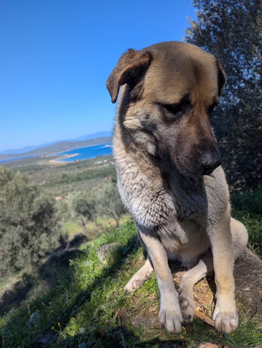 Ayvalık Adaları Tabiat Parkı — fotoğraf 2