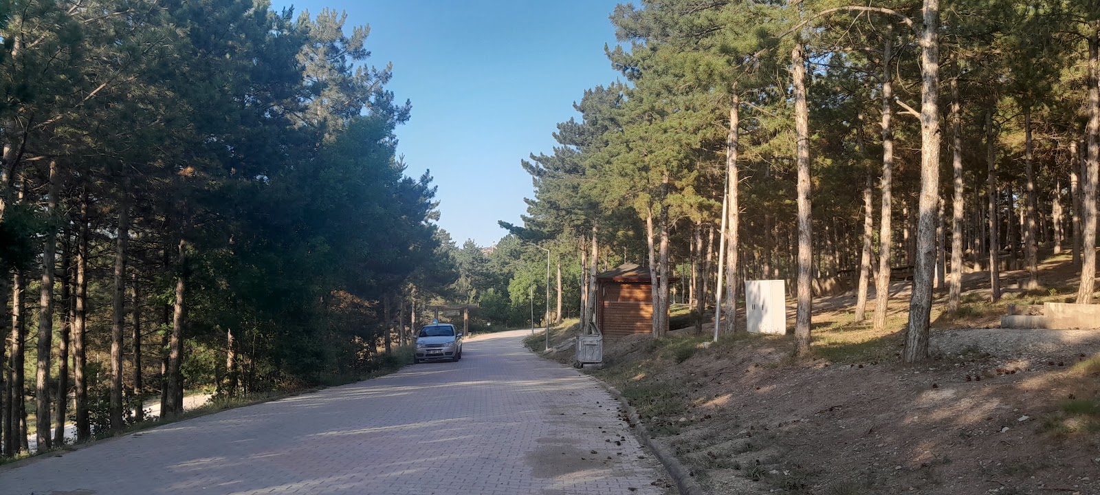 Bahabey Çamlığı — fotoğraf 2