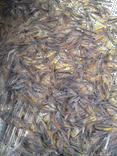 Balık Tesisi Güroymak — fotoğraf 3