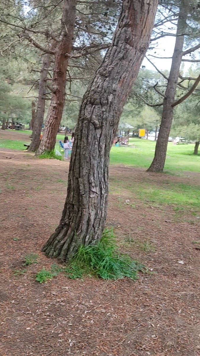 Bayrak Tepe Piknik Alanı — fotoğraf 2