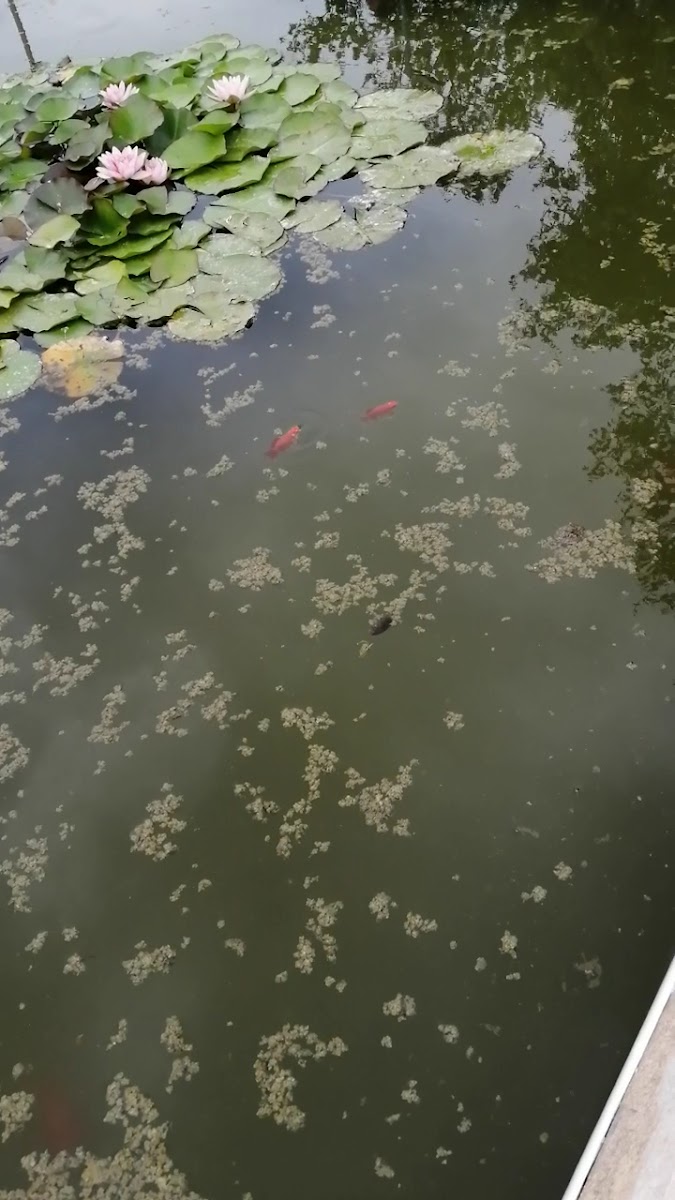 Belgin Özer Nilüfer Parkı — fotoğraf 2