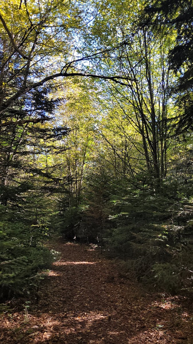 Bolu Kent Ormanı — fotoğraf 1