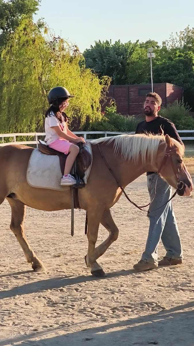 Bursa Haflinger Çiftliği — fotoğraf 3