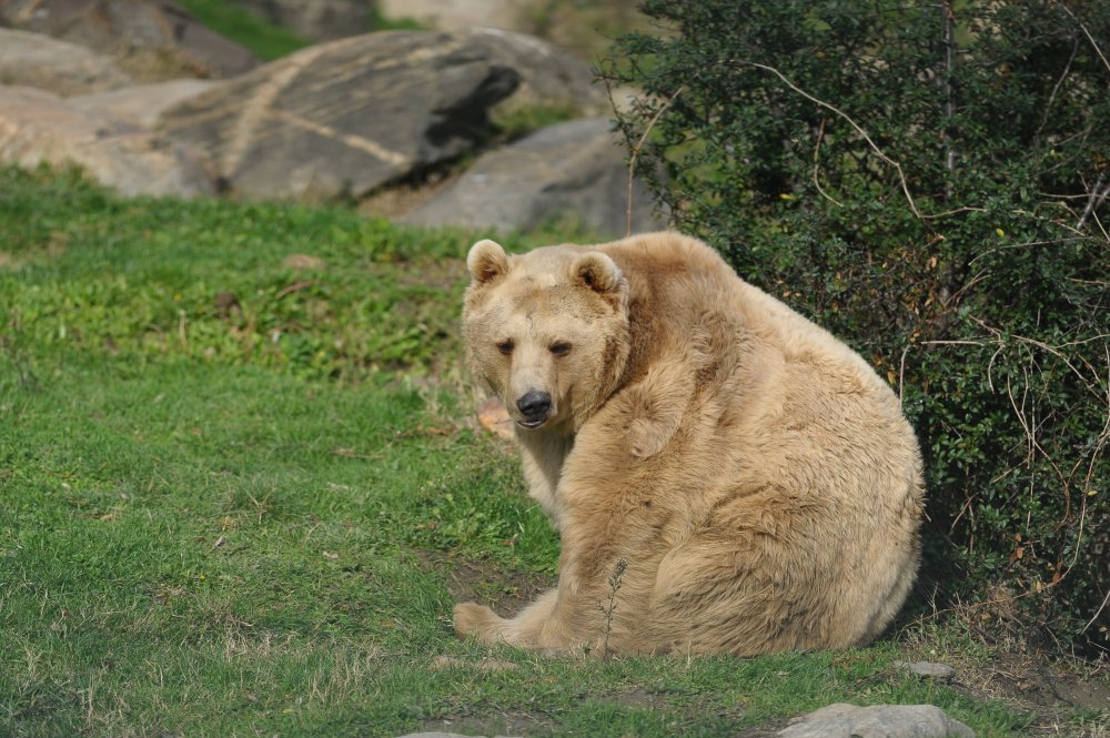 Bursa Hayvanat Bahçesi — fotoğraf 5
