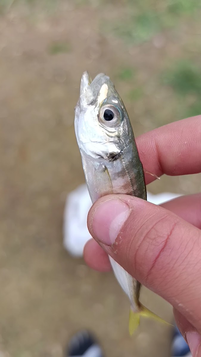 Büyük Ağrı Hamamı — fotoğraf 2