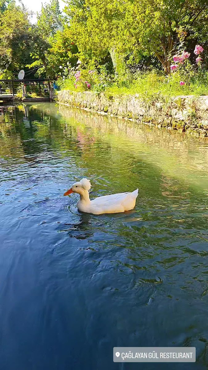 çağlayan Gül Restaurant — fotoğraf 3