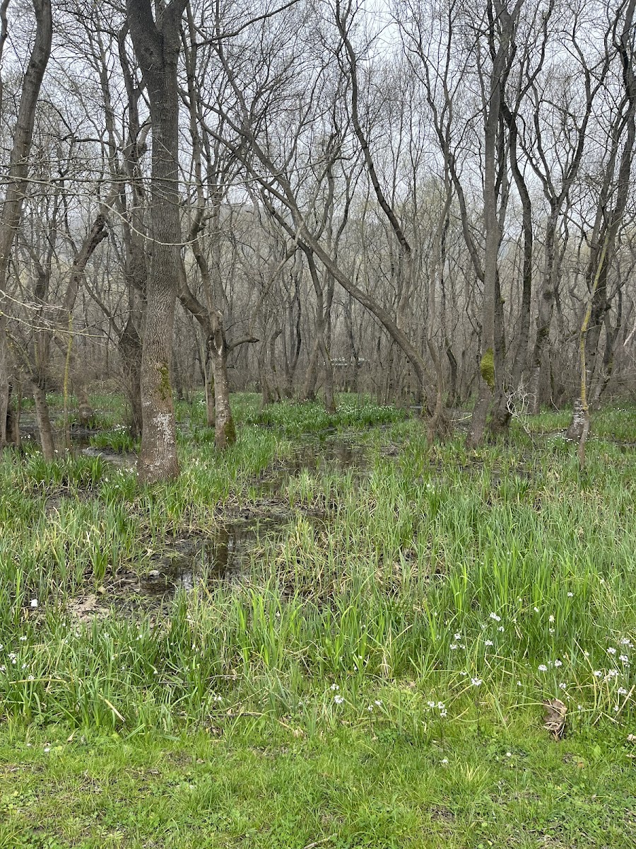 Çakırlar Korusu — fotoğraf 2