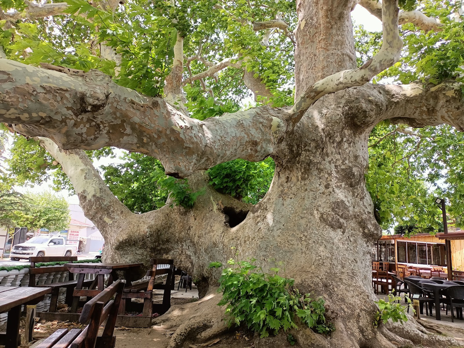 Çınaraltı — fotoğraf 1