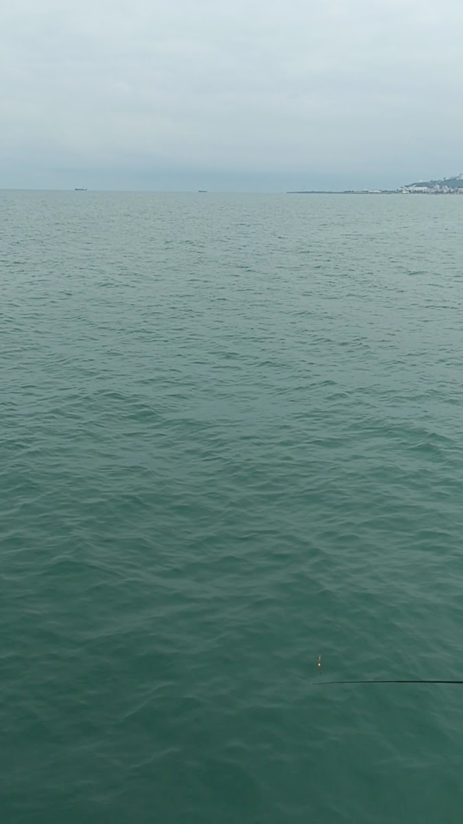 Colombia Coffee Samsun Ömürevleri — fotoğraf 3