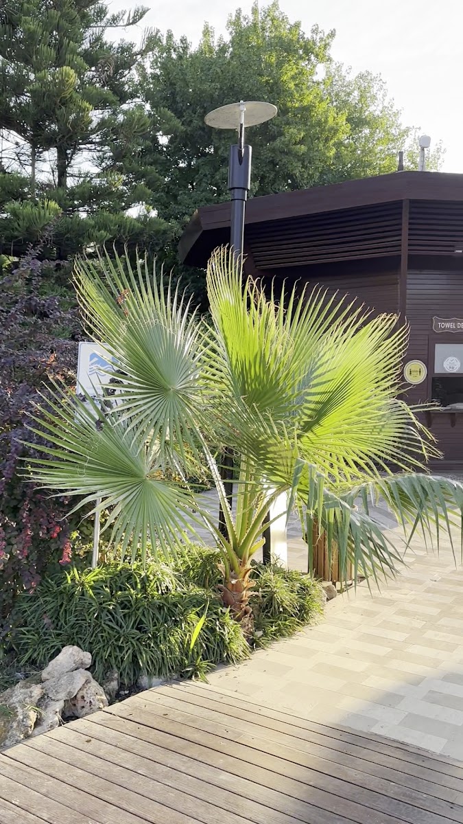 Concorde De Luxe Resort — fotoğraf 5