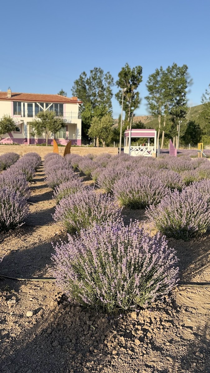 Çorum Lavanta Bahçesi — fotoğraf 1