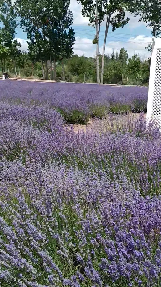 Çorum Lavanta Bahçesi — fotoğraf 5