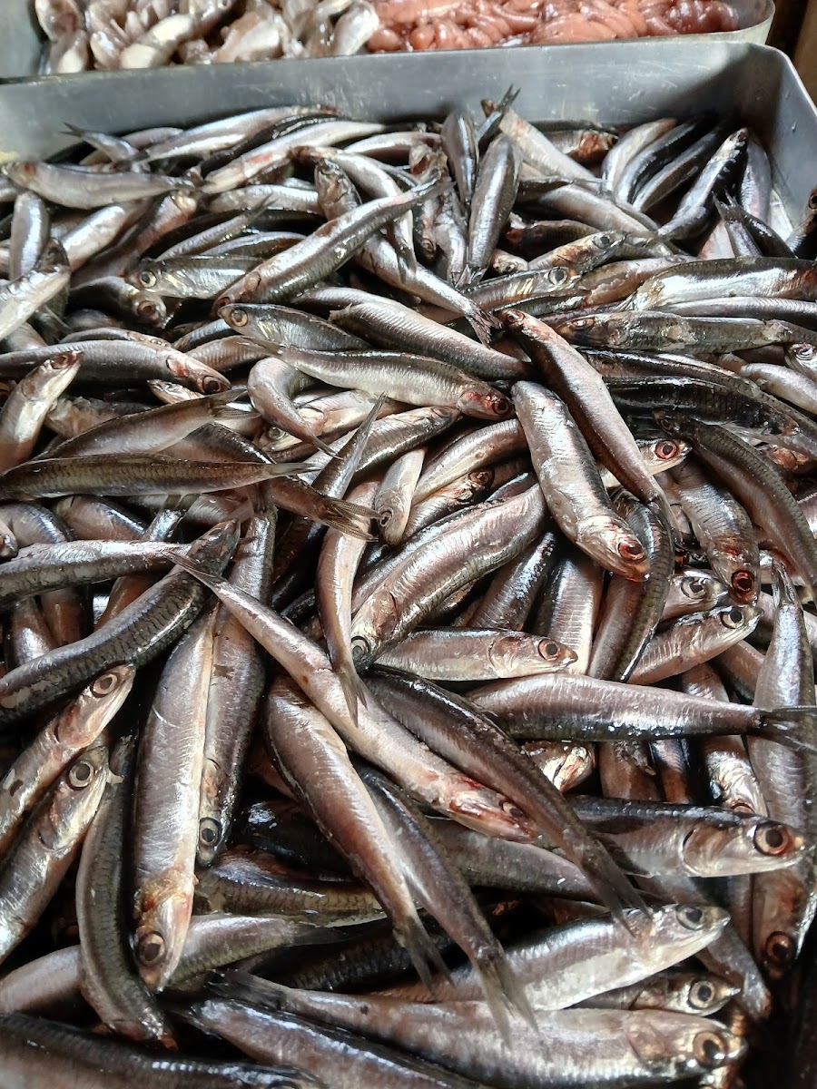 Demircan Aile Balık Restoranı — fotoğraf 2
