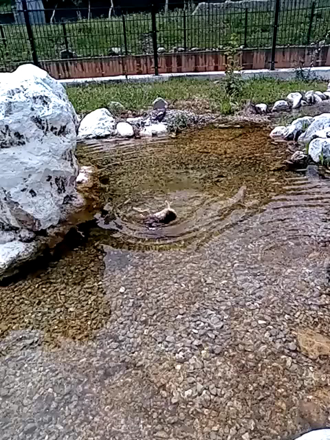 Dereli Kaplıcaları — fotoğraf 2