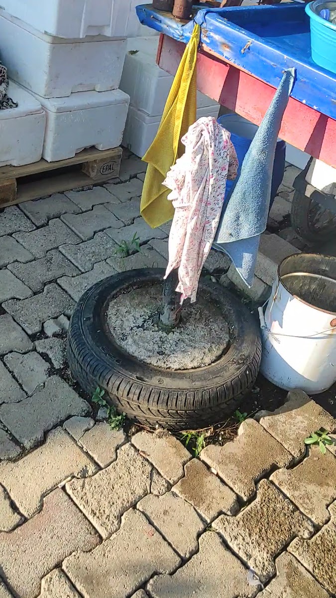 Didi Balık Evi — fotoğraf 3