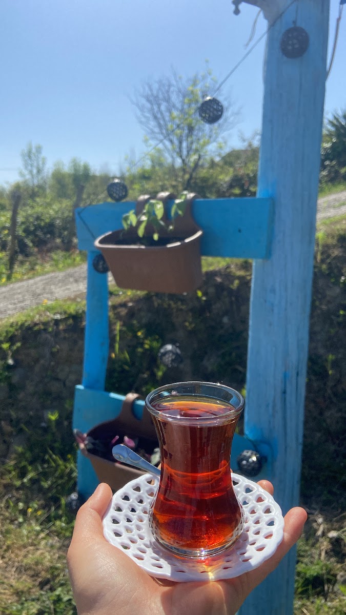 Doğal restoran — fotoğraf 8