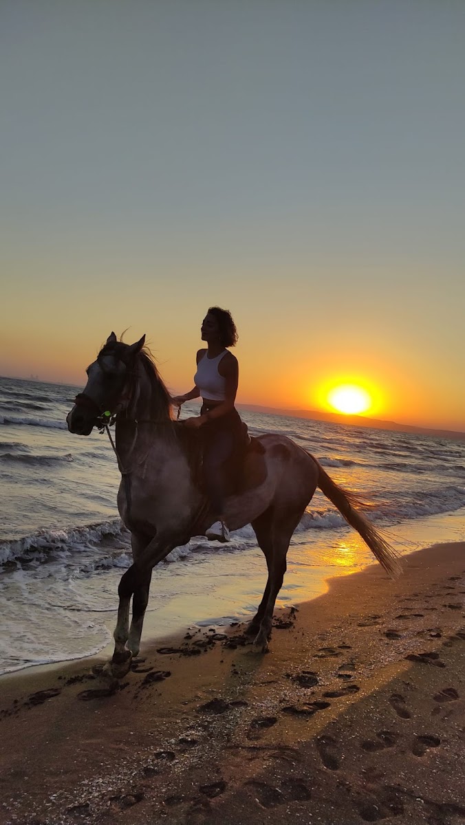 Dörtyol Atatürk At Çiftliği — fotoğraf 1