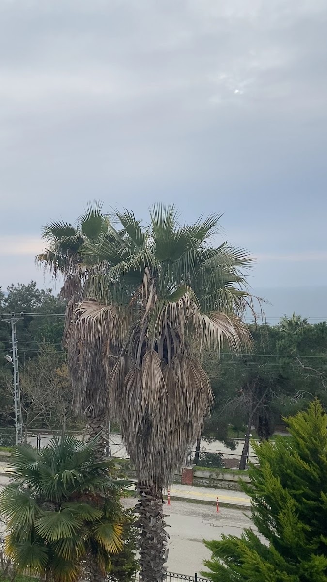 Dsi Sinop Sosyal Tesisleri — fotoğraf 2