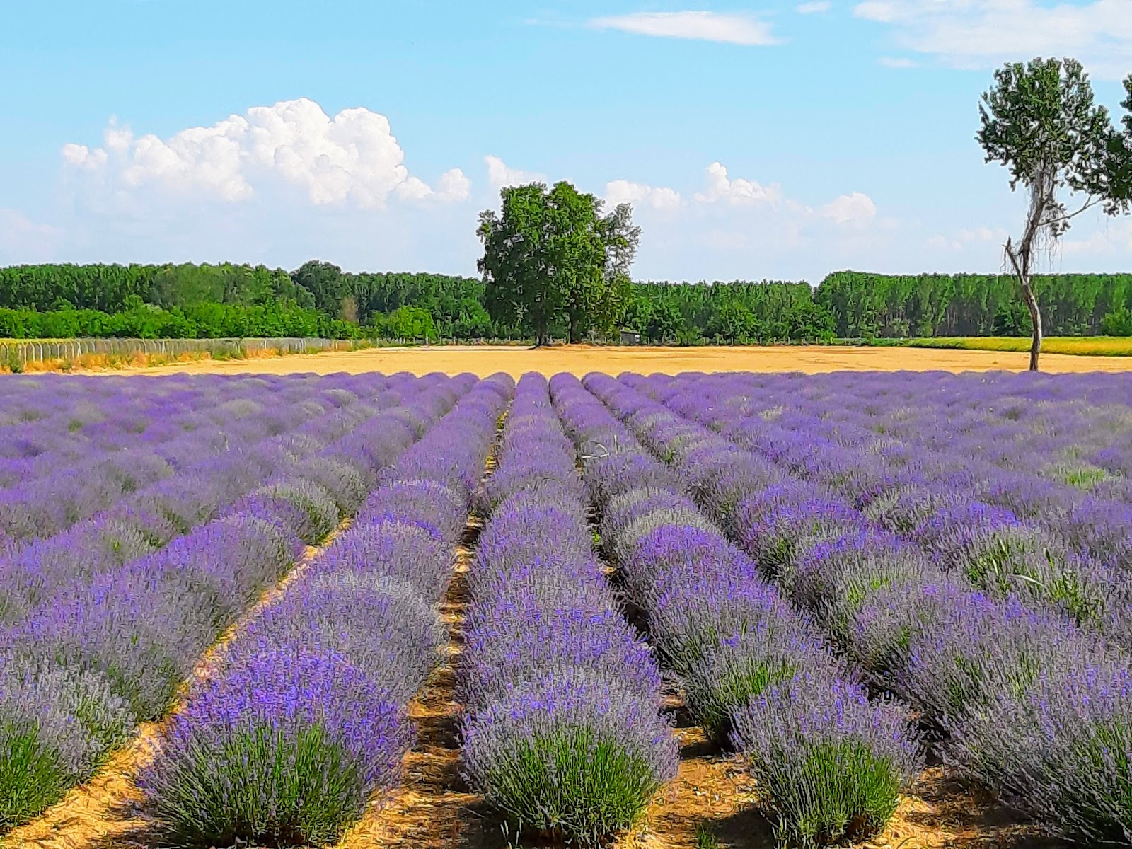 Edirne Kent Ormanı — fotoğraf 1