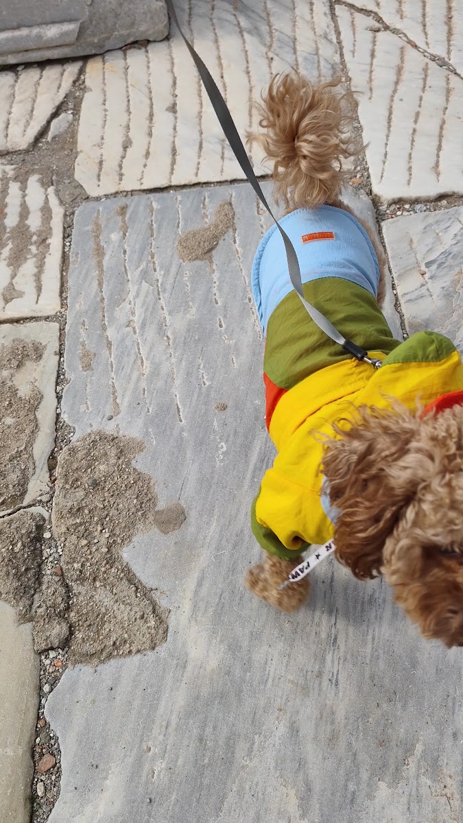 Efes Antik Kenti — fotoğraf 2