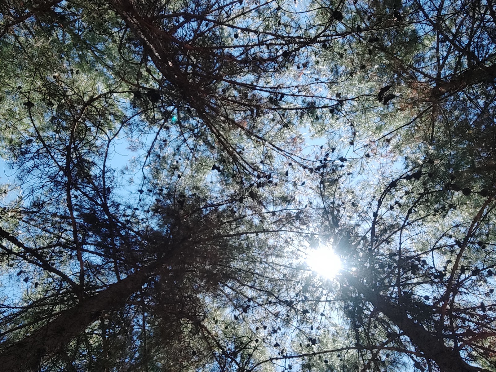 Erikçe Piknik Alanı — fotoğraf 6