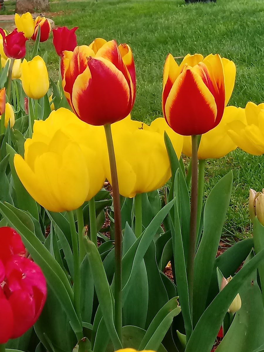 Festival Park — fotoğraf 4