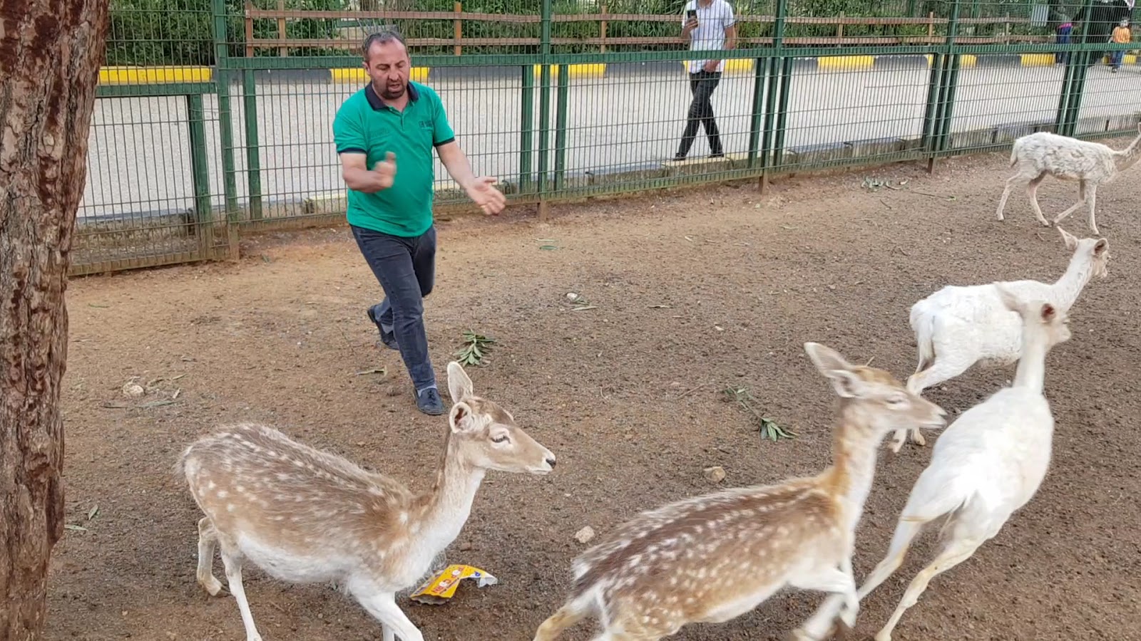 Gaziantep Hayvanat Bahçesi Binicilik — fotoğraf 3
