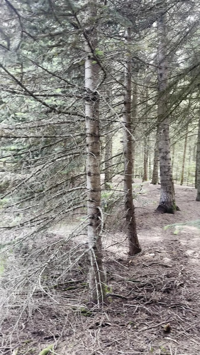 Gerede Esentepe Mesireliği — fotoğraf 3