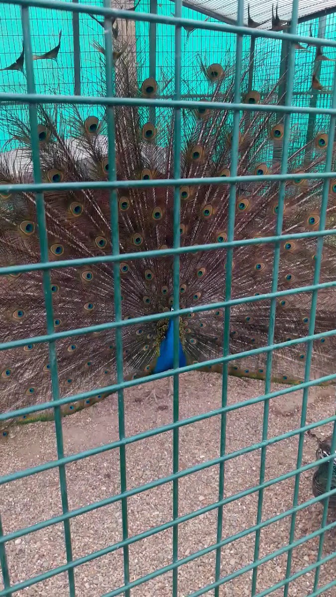 Giresun Belediyesi Hayvanat Bahçesi — fotoğraf 3