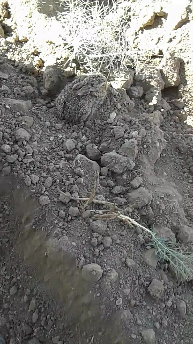 Gökte Ada Restaurant — fotoğraf 3