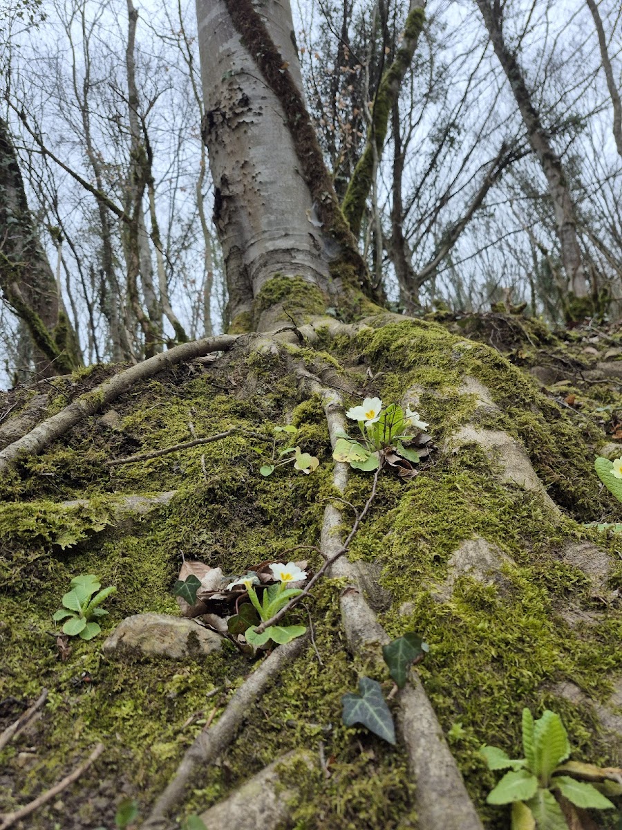 Gölalan Şelalesi — fotoğraf 2