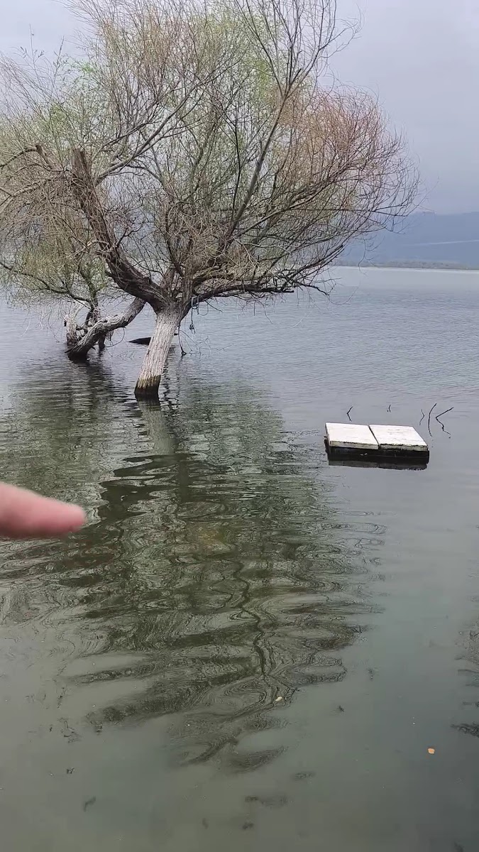 Gölyazı Sahil — fotoğraf 2