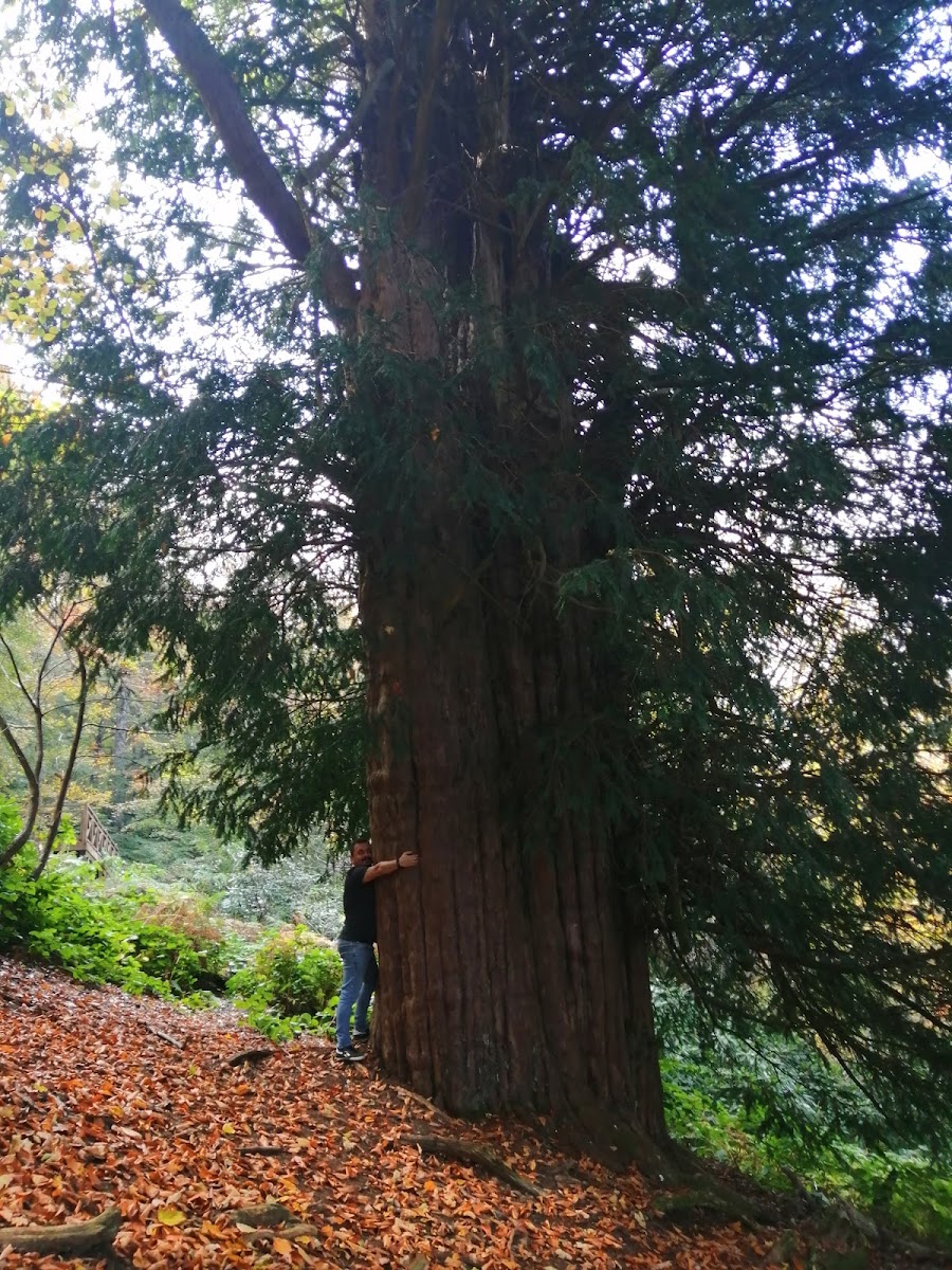 Gümeli Tabiat Anıtı