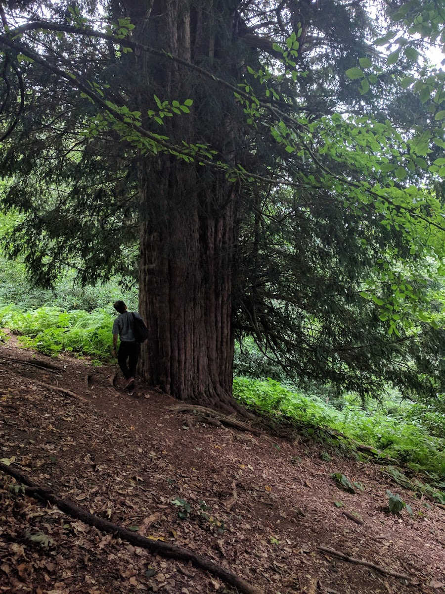 Gümeli Tabiat Anıtı — fotoğraf 4