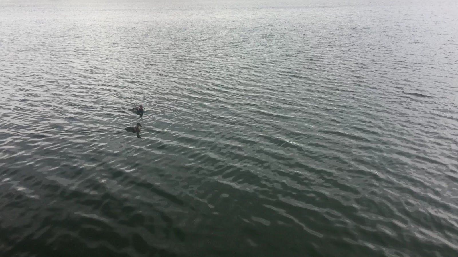 Hafik gölü Öztürk tesisleri — fotoğraf 3